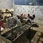 دجاج بلدي وفيومي بياض وديكه