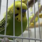 اربعه من عصافير الحب ( البادجي)