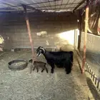 عنز صنف معها جفرة