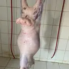 طليان برابر طيبه