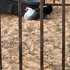 للبيع دجاج بياض
