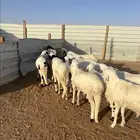 خرفان سواكن مرابي الجوده باللحم والطعم