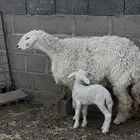 حريه جذعه خلفه