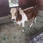 حسيل للبيع العمر 9 كفو
