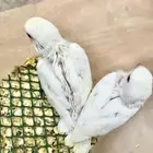 فروخ روز
