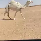 للبيع ضريبه بكر كفو