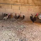 دجاج ترثه
