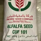 بذور برسيم