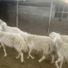 غنم حري صنف