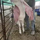 فحل حجازي (هولندي) ابيض ابرص منتج وانتاجه خصم