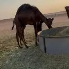 حشوان