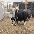 متابيع