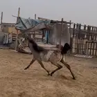 مهره شعبيه