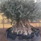 زيتون معمر