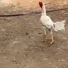 ديك بكستاني