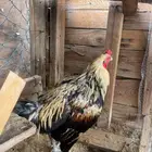 دجاج باكستاني