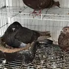 جوز نفاخ