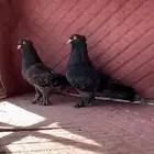 جوز اخضر غااامق منتج مستو ى طيب