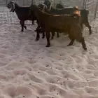 جفار قبرصياات طييبه