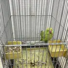 ببغاء ينطق بعض الكلمات