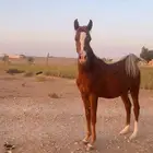 مهر واهو والبيع شعبي