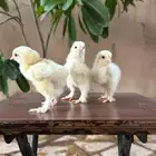 صوص براهما كولومبي مستوى توب