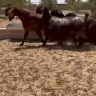 معزاء قبرصيات بفحلها