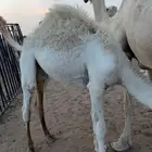 قعدان حيران سمان ع الحليب
