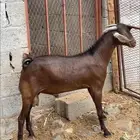 تيس أدهم أدبس ( تم البيع )