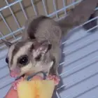 سنجاب زوج للبيع