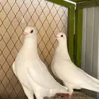 مطلوب حمام فرنسي عشة منتج