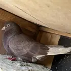 قطايف للبيع