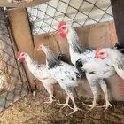 ديوك فرنسي