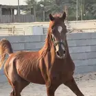 حصان وهو والبيع شعبي