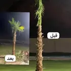 نخيل واشنطونيا للبيع بجميع انواع المقاسات لتواصل