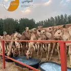 يا بلاش قعدان صومالية باسعار منافسة