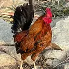 دجاج 3 ذكور عشاري للبيع