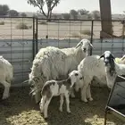 خروف فحل عيسي طيب مشروط وباع سنه له انتاج طيب