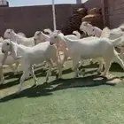 جفار بيض مشارييك