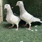 حمام زاجل الافندر