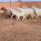شياه عيسيات صنف