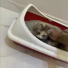 قطه مع كامل ملحقاتها