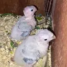 فروخ كنيور يالوسايد ( تم البيع )