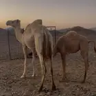 ابل