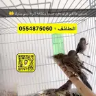 حسون طائفي قري مغرد