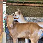 تيوس جنبوبيه طيبه السمن فوق انص حلال مطعم ومحصن واكل