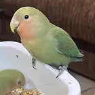 حبتين روز للبيع او البدل