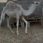 قعود