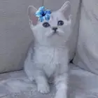 قطط سكوتش