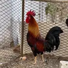 ديك فري سيافي التفاصيل في اعلاني السابق يوجد ديوك غيره